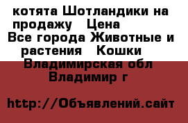 котята Шотландики на продажу › Цена ­ 5 000 - Все города Животные и растения » Кошки   . Владимирская обл.,Владимир г.